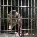 «Живуть у в’язниці»: під Києвом у парку «Буки» виявили виснажених ведмедиць у тісних вольєрах
