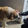 У Борисполі патрульні допомогли знайти загубленого собаку та повернули його власниці