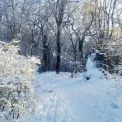 Київських школярів та пластунів запрошують стати «Вартовими біорізноманіття». Як долучитися?