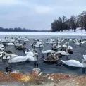 На Оболоні — справжня зимова «пташина гавань»