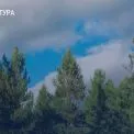 Колишні очільники «Київоблагролісу» підозрюються у масштабних незаконних рубках лісу