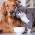 У Києві оновили pet-friendly мапу: де найбільше майданчиків для собак і кав’ярень, куди пускають з хвостатими