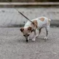 Pet-friendly Київ: інтерактивна мапа допоможе знайти майданчики, ветеринарів і кав’ярні