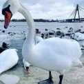 Зимова казка на Оболоні: кияни фотографують масове «побачення» лебедів