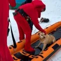 Рятувальники Київщини врятували собаку, що застрягла на Дніпрі