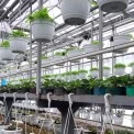У столичних оранжереях вирощують 200 тисяч квітів: Київ готується до весняного оновлення