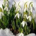 Весна на порозі: у Києві 28 лютого до +5°, але зранку можливий небезпечний лід