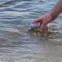 Чому Дніпро в Києві помутнів: пояснення еколога та сезонні причини
