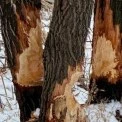 На Позняках бобри «взялися» за дерева: комунальники встановлюють захист у парках