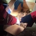 Кажани опинилися в небезпеці: сильні морози вигнали їх із зимового дупла в Ірпені