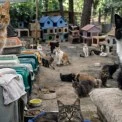 У Києві притулок для котів може закритися - тваринам терміново шукають домівки