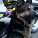 Чотирилапі герої Києва: як служать собаки та кінологи столичної поліції