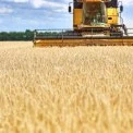 Київщина виділила понад 62 млн грн на підтримку фермерів і розвиток переробки