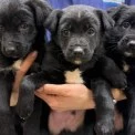 У Києві відзначають ювілей UAnimals: від боротьби з цирками до порятунку тварин під час війни