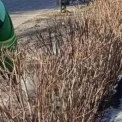 Київ готується до весни: у парках обрізають сотні рослин і прибирають зелені зони
