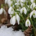 Весна бере своє: Київ розігріє до +15 градусів, якою буде погода 10 березня