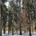 Пташине новосілля у столиці: у київських лісах розвісили понад 150 нових «еко-будиночків»