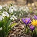 Поліція та екологи вийшли на полювання: у столиці каратимуть за продаж рідкісної сон-трави та пролісків