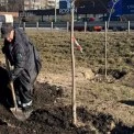 Велику Кільцеву дорогу в Києві озеленюють: висаджують клени та липи