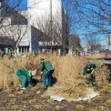 У Києві триває весняне омолодження декоративних злаків у міських зелених зонах