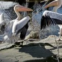 У КиївЗоо розпочався сезон весняних переселень: на воду повернулися пелікани