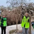 Київ готують до весняного озеленення: у парках формують дерева у вигляді парасольок