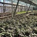 У Святошинському районі готують квітковий прорив: у теплицях виростять понад 200 тисяч рослин