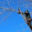 1 млн гривень за 64 дерева: під Києвом оголосили тендер на обрізку сухостою