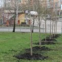 У Києві стартує масштабний благоустрій: роботи охоплять понад 120 парків і скверів