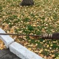 Толока у Києві: понад 120 локацій, 220 дерев і 3 тисячі квітів