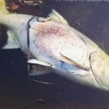 Масовий мор риби у Пущі-Водиці: що відбувається на водоймах Києва