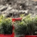 На місці руйнувань — новий ліс: що відбулося у Дарницькому лісництві