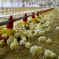 Під Києвом прибутки ростуть, але дивідендів не буде: що відбувається на птахофабриці “Васильківська”