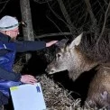 Травмований олень Борис залишився у лісі: операцію скасували, доля тварини під питанням
