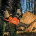 За дуби — до в’язниці: на Київщині винесли показовий вирок за вирубку лісу