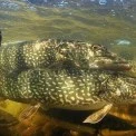 Київщина готується до нересту: інспектори патрулюють водойми та штрафують порушників