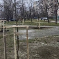 У столиці висадили сотні дерев: Дніпровський та Деснянський райони оновлюють зелені зони