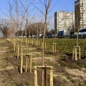 У Голосіївському районі висадили понад сотню молодих кленів у рамках весняної кампанії