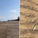 Київське море обміліло: вода відійшла на десятки метрів, зафіксовано мор риби