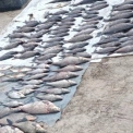 Браконьєри на Канівському водосховищі завдали збитків на понад 200 тис. грн