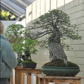 У Києві покажуть мистецтво бонсай: у ботсаду Гришка готують унікальну виставку