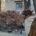 На Відрадному у Києві прибрали купи гілля, що залишалися з минулого року