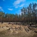 Київщина після війни: на розмінованих землях висадили новий ліс