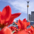 У Києві розквітли тюльпани - де шукати найкрасивіші локації