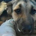 Під Києвом водій збив собаку біля Жулян і втік: тварина вижила та потребує допомоги