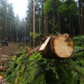 На Київщині через суд стягнули 5 млн грн за незаконну вирубку дерев