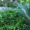 Ярмарки сьогодні у Києві: де шукати свіжі продукти за вигідними цінами