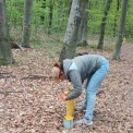 У Києві оновлюють екостежку в Голосіївському лісі: маршрут через 4 типи лісу