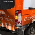 Оленя Бориса вдруге травмували під час перевезення до Києва