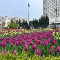 Весняний Київ у квітах: на площі Лесі Українки зацвіли тисячі тюльпанів